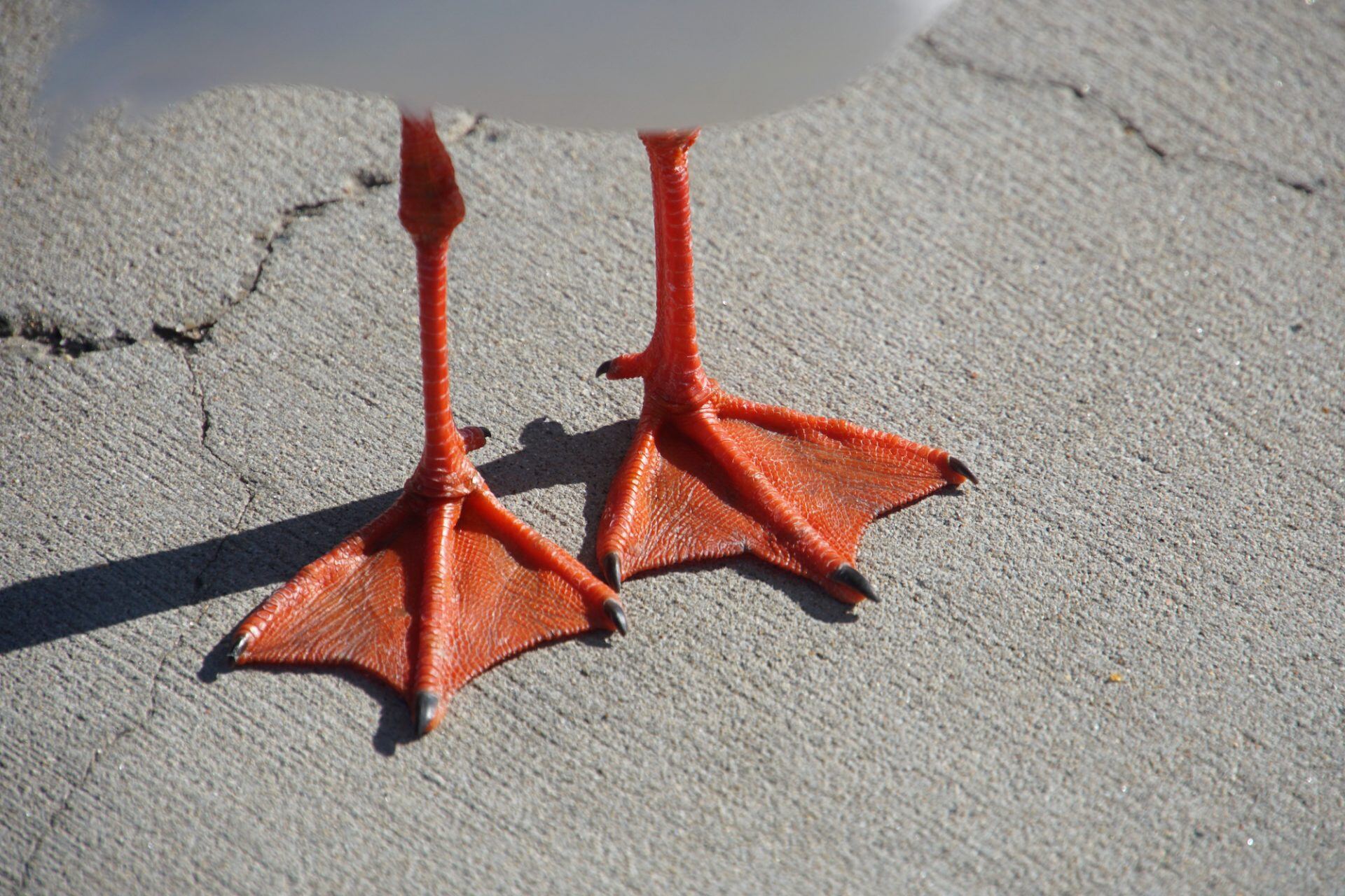 close-up of a duck's feet